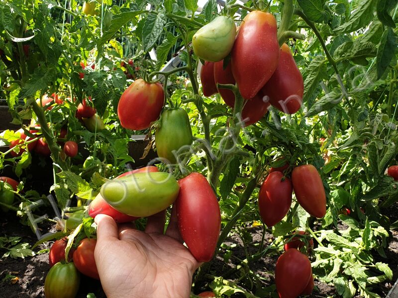 Desperado Tomato-Meraki Seeds