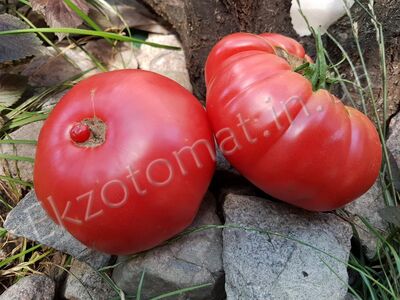 Tomato 'Dutchman'