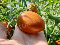 Tomato 'Dwarf Audrey's Love'