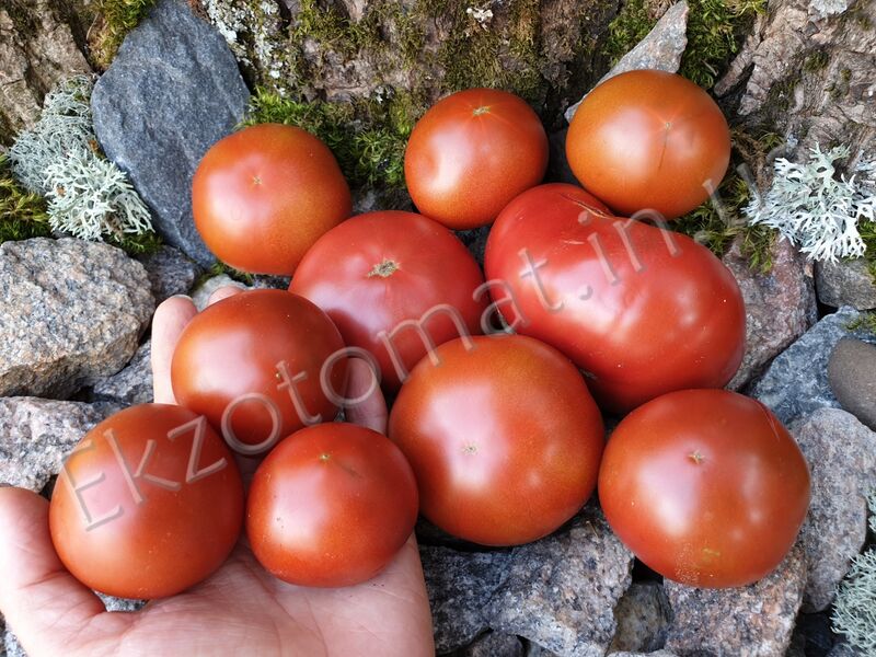 Tomato 'Bundaberg Rumball'