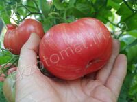 Tomato 'Dwarf Firebird sweet'