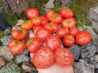 Tomato 'Dwarf Franklin County'