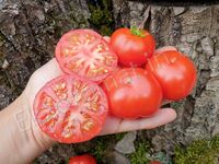 Tomato 'Dwarf Franklin County'