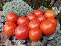 Tomato 'Dwarf Lucky Leprechaun'