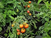 Tomato 'Dwarf Lucky Leprechaun'