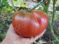 Tomato 'Dwarf Purple Heart'