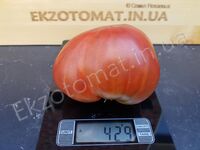Tomato 'Dwarf Purple Heart'