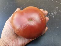 Tomato 'Dwarf Purple Reign'