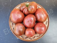 Tomato 'Dwarf Purple Reign'