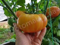 Tomato 'Dwarf Russian Swirl'