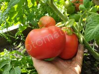 Tomato 'Livingston'Stone's Dwarf'