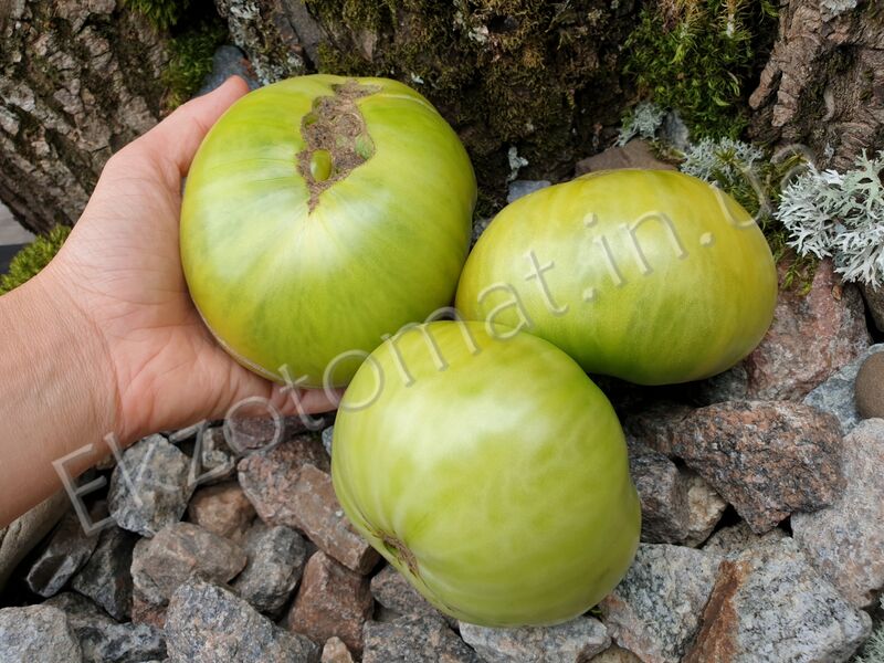 Tomato 'Dwarf Summertime Green'