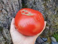 Tomato 'Dwarf Sweet Scarlet'