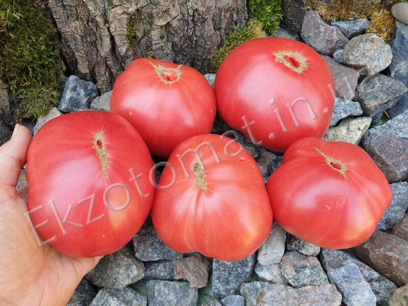 Tomato 'Dwarf Waverley'