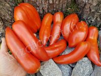   Tomato 'Dyadya Styopa (Дядя Стёпа)'