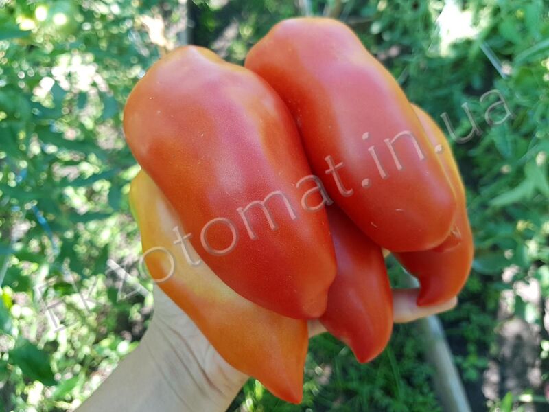 Jersey Devil rouge tomate diable Cornet tôt CAVE BOUTEILLES tomate