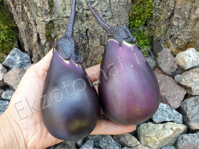 Eggplant "Early Black Egg"