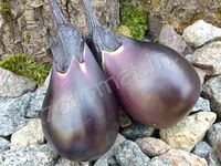 Eggplant "Early Black Egg"