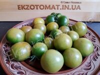 Tomato 'Emerald'