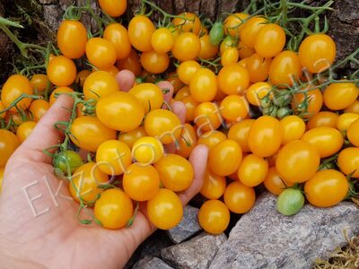 Tomato 'Finik Zholtyi'