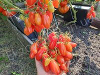 Tomato 'Flaschentomaten'