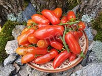 Tomato 'Flaschentomaten'