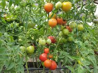  Tomato «Frazier’s Gem»