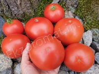  Tomato «Frazier’s Gem»