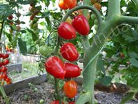 Tomato 'Gardener's Sweetheart'