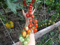 Tomato 'Gardener's Sweetheart'