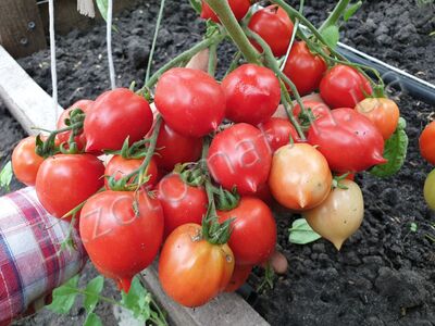Tomato 'Geranium Kiss'