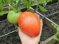 Tomato 'German Red Strawberry'