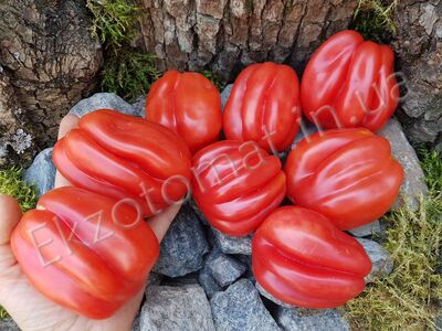 Tomato 'Gezahnte'