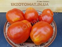 Tomato 'Giant Italian Paste'