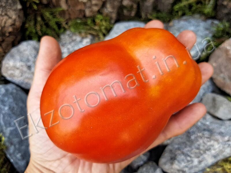 Tomato 'Giant Italian Paste'