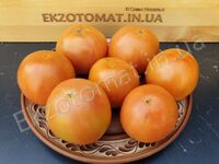 Tomato 'Golden Treasure'