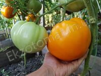  Tomato 'Orlov Yellow Giant'