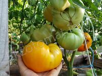  Tomato 'Orlov Yellow Giant'