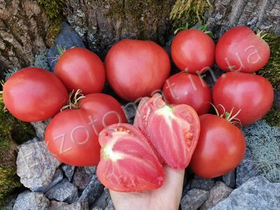 Tomato "Grandpa’s Cock’s Plume"