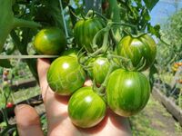 Tomato 'Green Bumblebee'