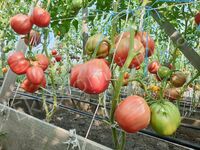 Tomato 'Grosse des Marais'
