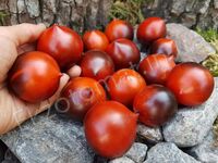 Tomato «H-34 Rot»