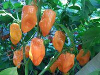 Pepper 'Orange Habanero'