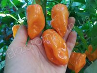 Перець 'Orange Habanero'