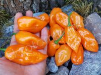 Pepper 'Orange Habanero'