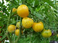 Tomato "Huan U"