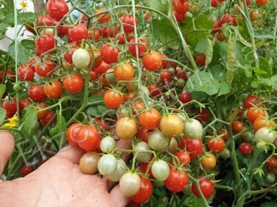 Tomato 'Hundreds and Thousands'