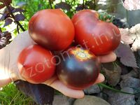 Tomato 'Indigo Apple'