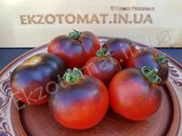 Tomato 'Indigo Apple'