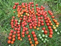 Tomato 's Iva'Red Berry'
